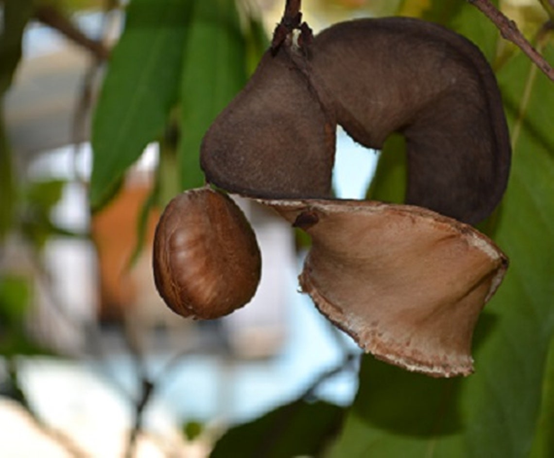 Seeds of Sacred Saraca Asoca Ashoka Sita Ashok Hemapushpam Etsy