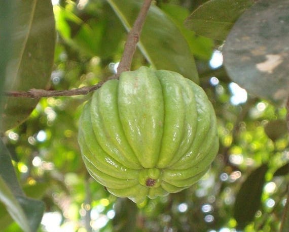 garcinia cambogia original en bolivia