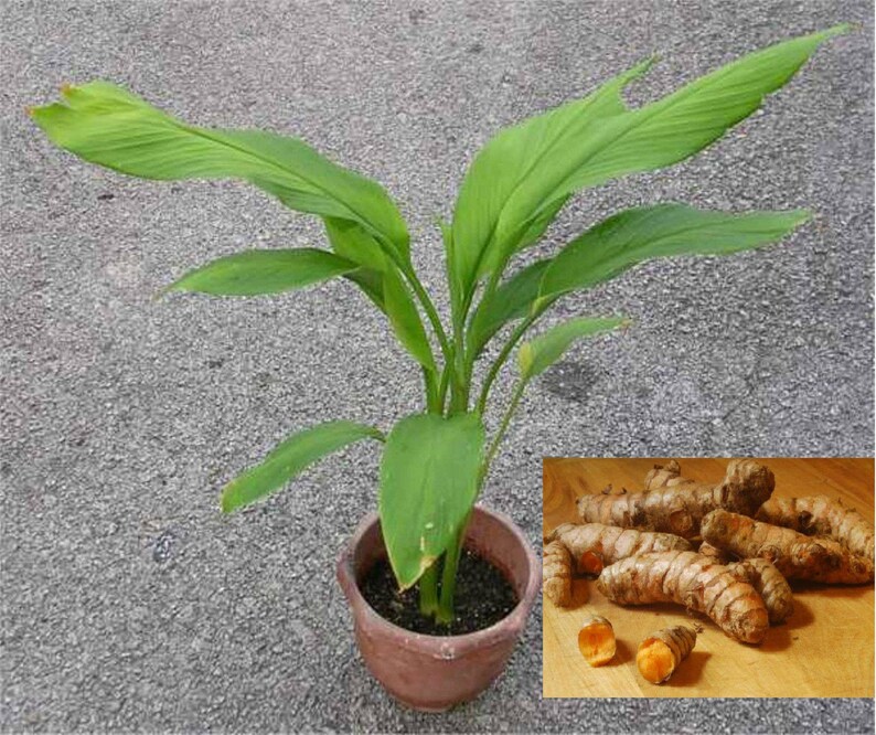 Turmeric Curcuma Longa Precious Haldi Rhizomes With High Etsy