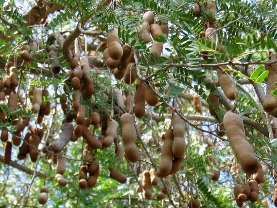 12 Seeds Of Tamarind Tamarindus Indica Or Imli Tree For Etsy