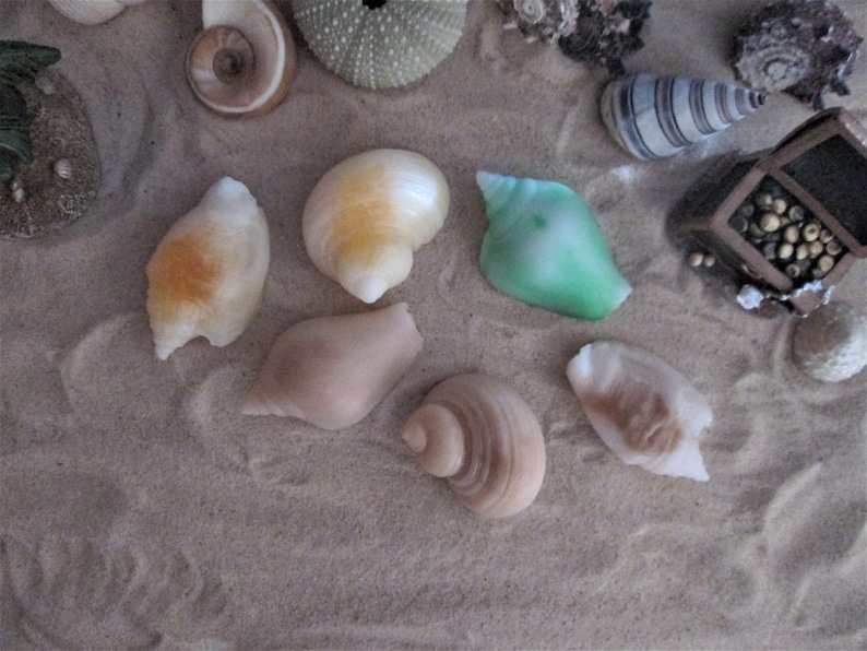 Bridal Showers 3D Realistic Sea Shell Gift Soap in Gift Box Weddings