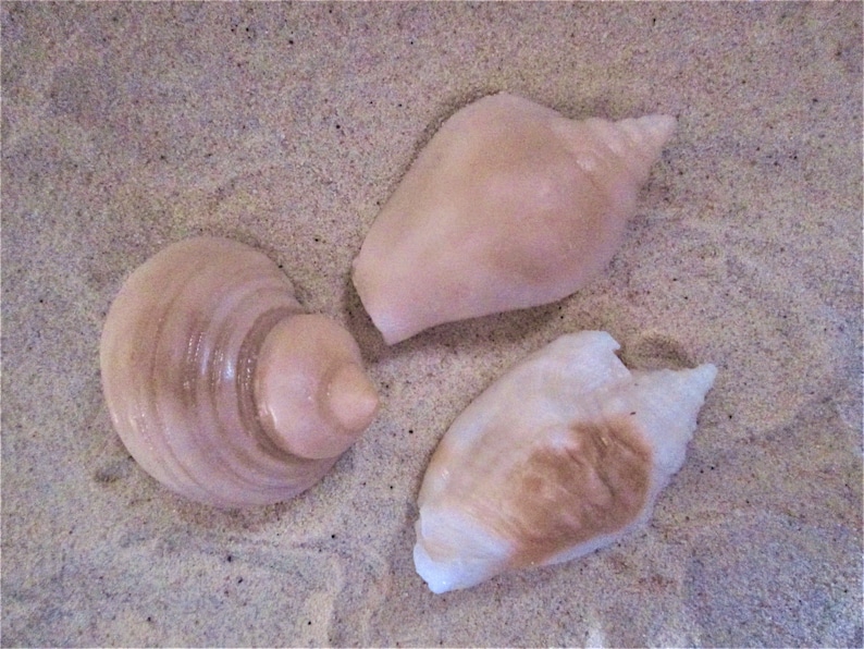 Bridal Showers 3D Realistic Sea Shell Gift Soap in Gift Box Weddings