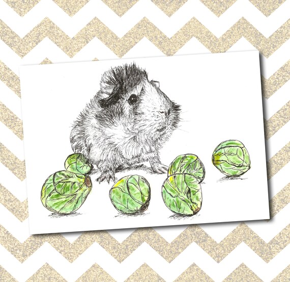 guinea pig brussel sprout