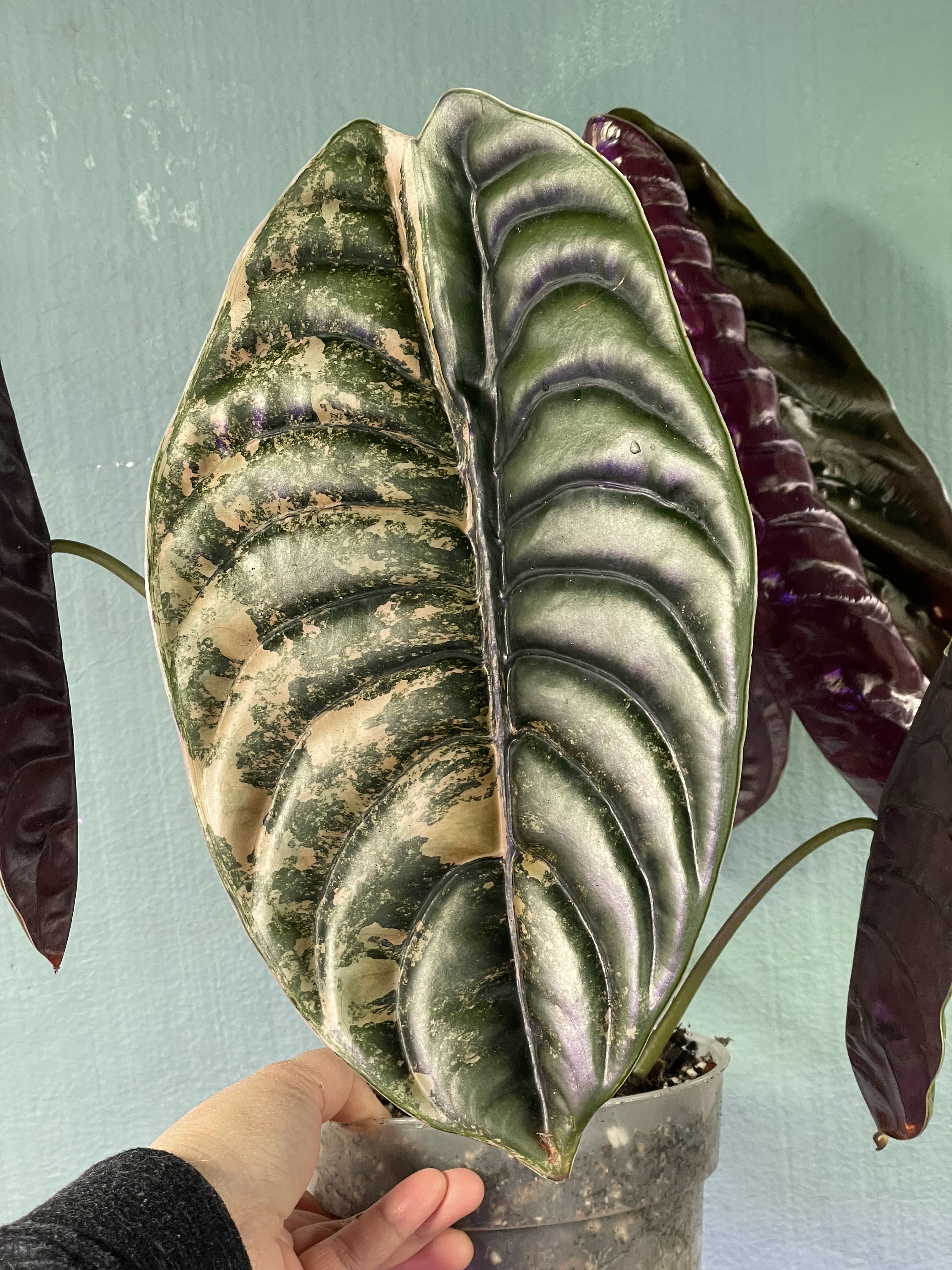 Corm of Variegated Alocasia Cuprea - Etsy