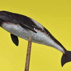 Peruvian Pygmy Beaked Whale in Recycled Hardwood image 4