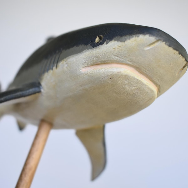 Requin taureau n°3