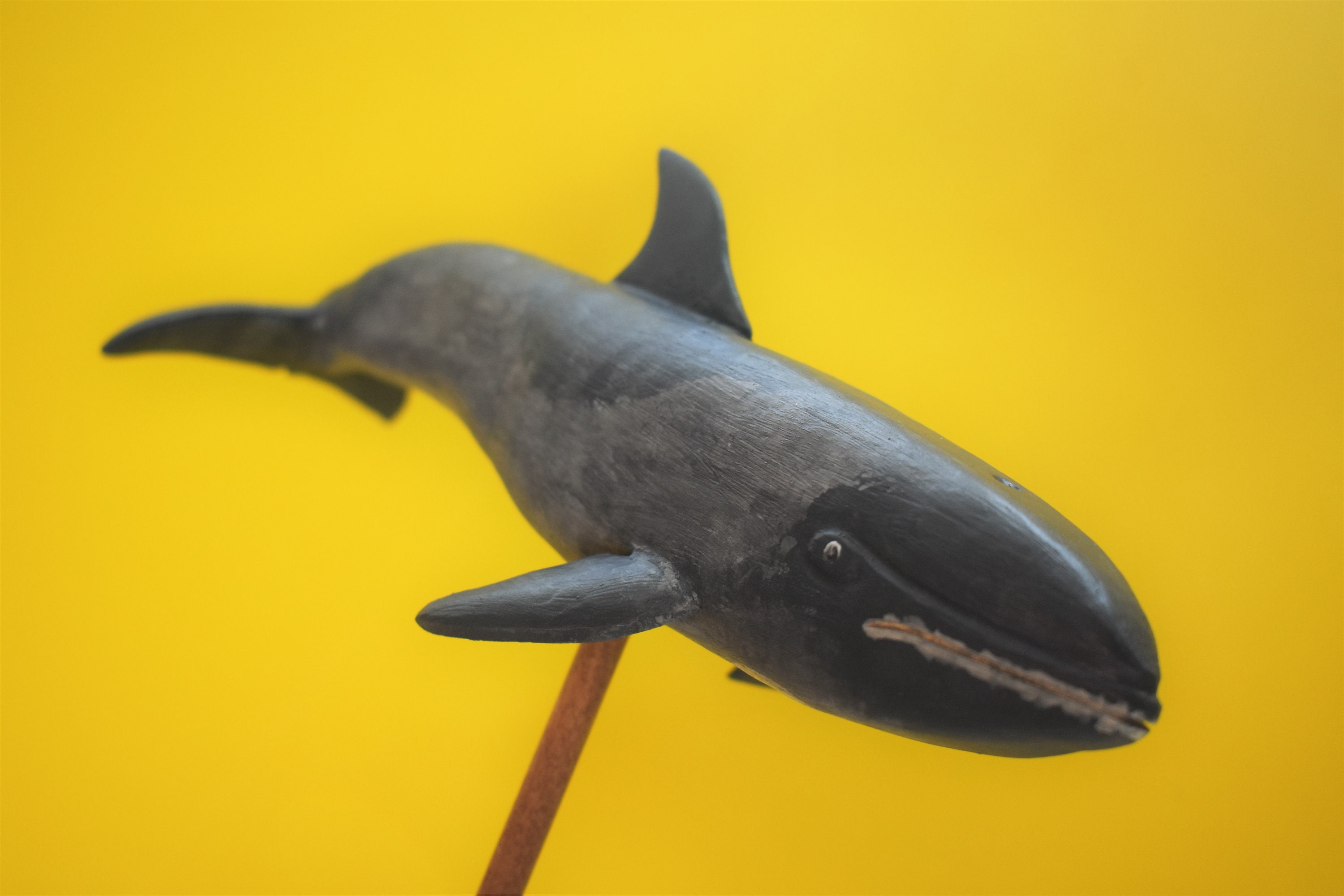 Melon Headed Whale