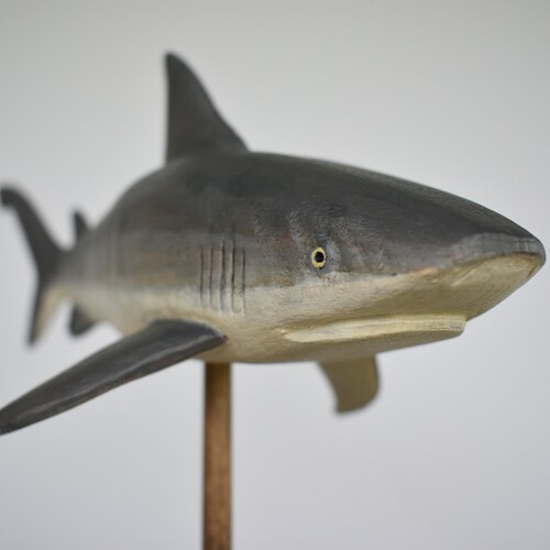 Bull Shark in Recycled shops Hardwood