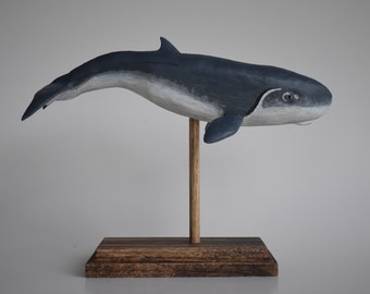 Pygmy Sperm Whale in Rescued Hardwood #4