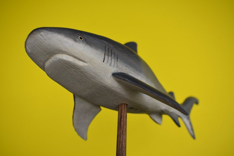 Bull Shark in Recycled shops Hardwood