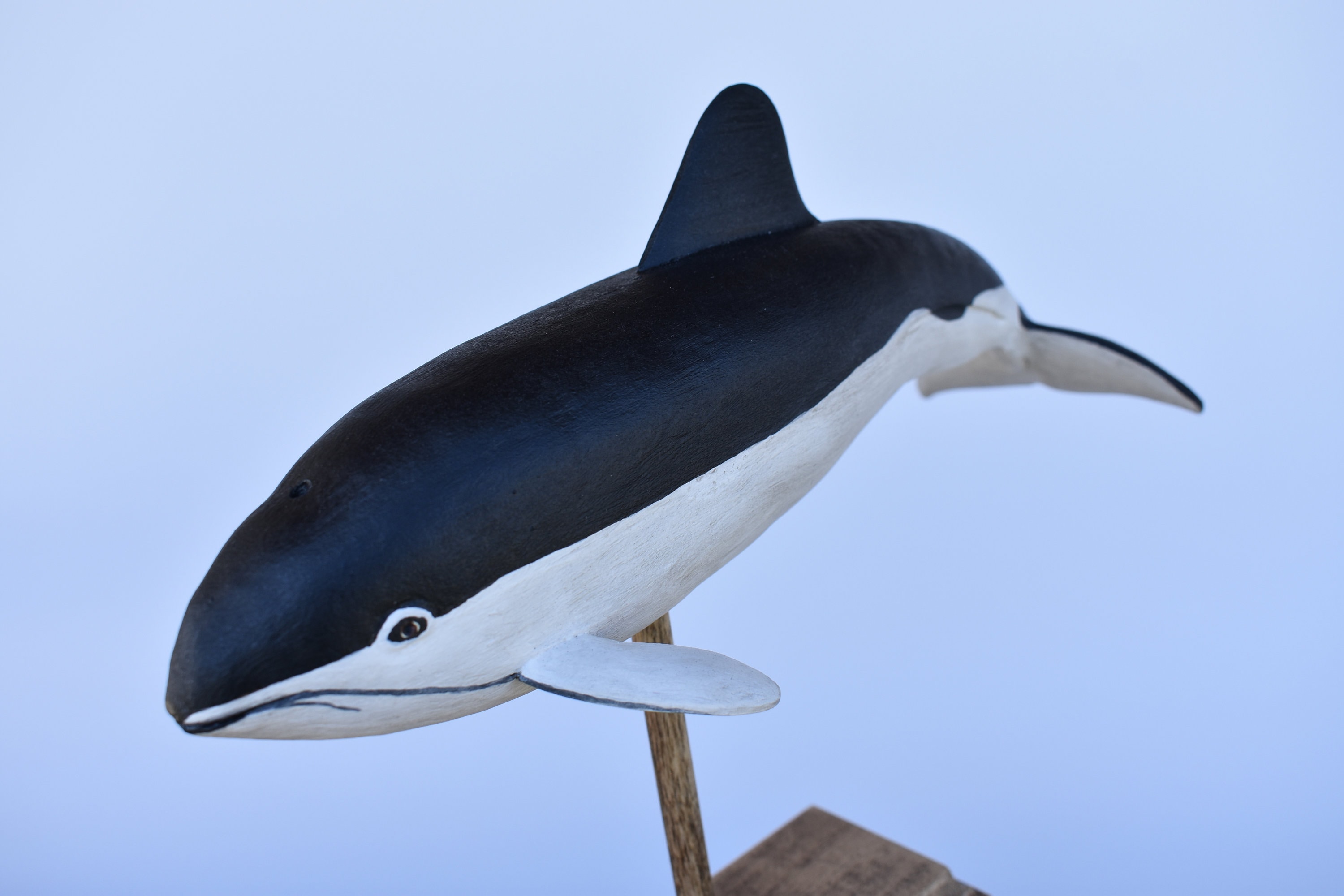 Spectacled Porpoise in Rescued Hardwood - Etsy