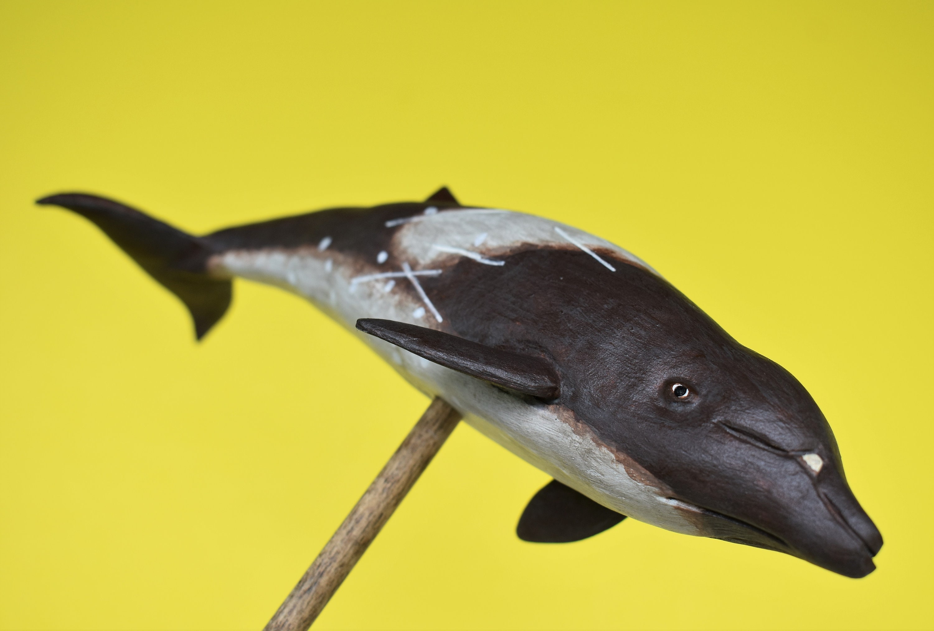 Peruvian (pygmy) Beaked Whale in Recycled Hardwood - Etsy, image size:3000x2028
