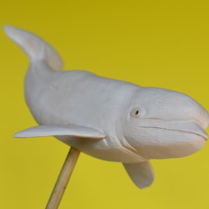 Beluga in Hardwood #6