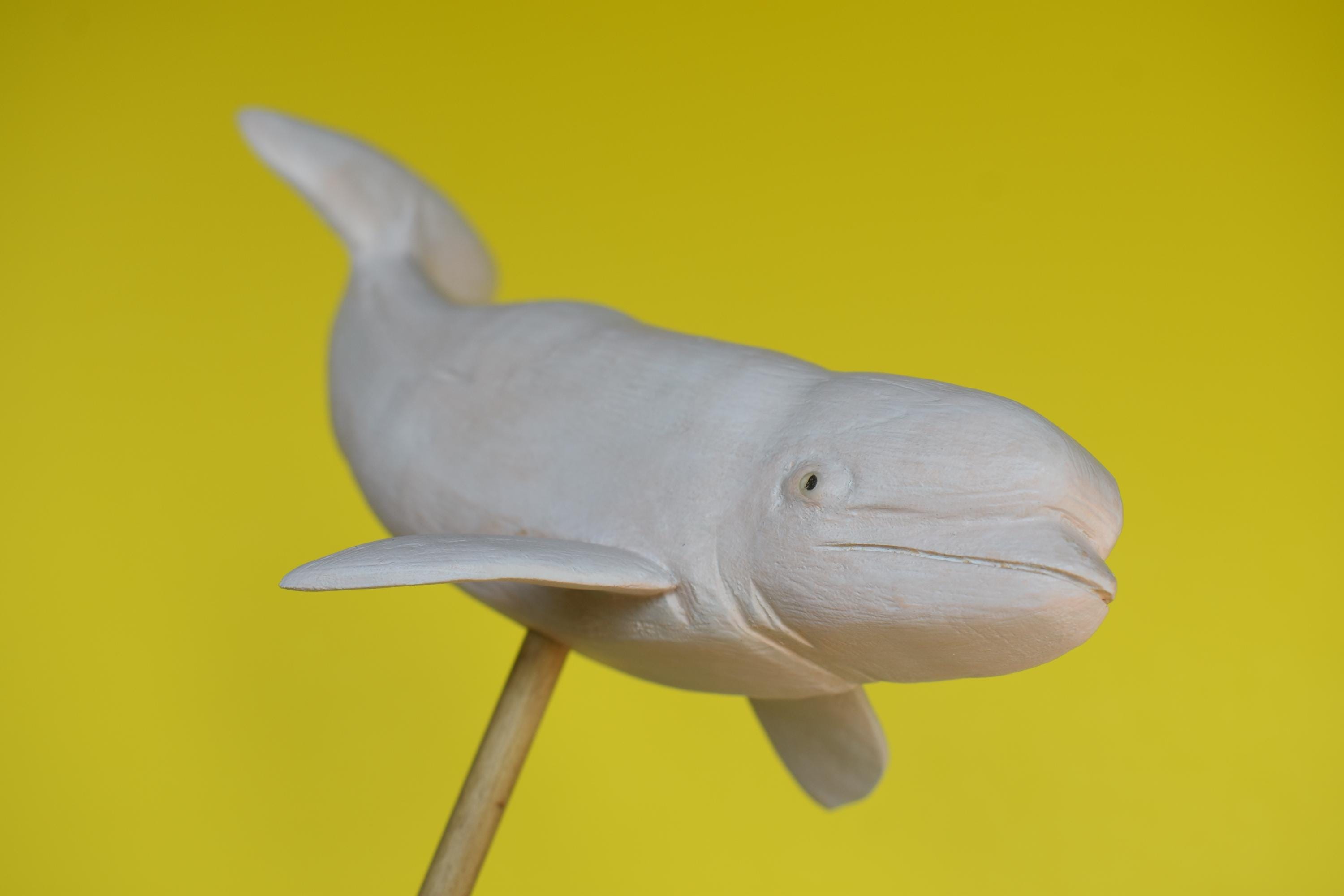 Beluga in Hardwood #6 - Etsy