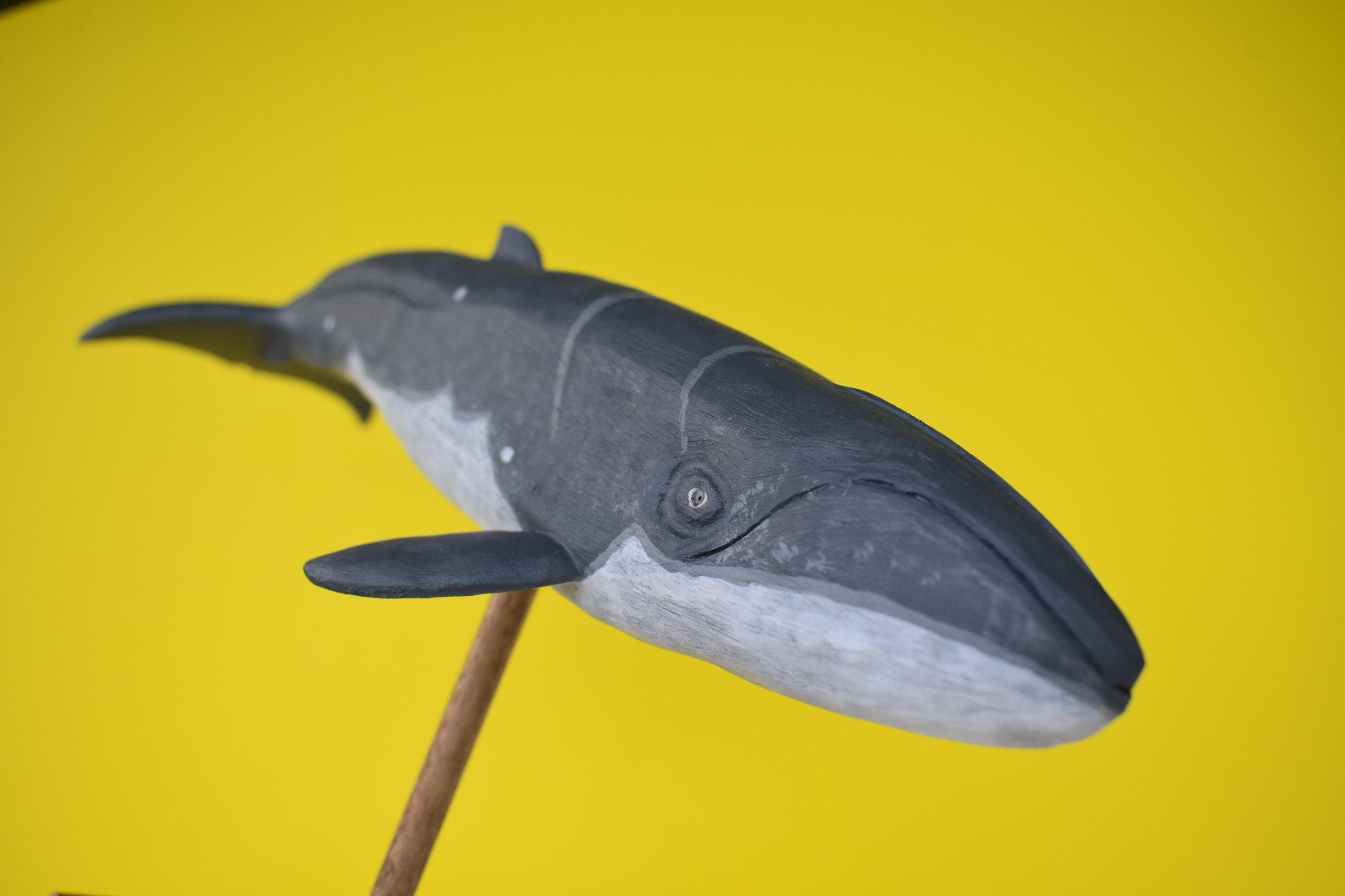 置物 WHALE Pygmy Right Whale in Rescued Hardwood #6 - Etsy