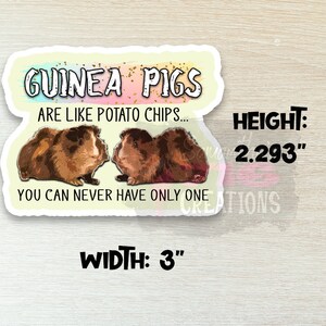 Op de afbeelding: Een sticker met een kleurrijke achtergrond en de tekst "Guinee-biggetjes zijn als chips... Je kunt er nooit maar &eacute;&eacute;n hebben." Twee cavia's zijn afgebeeld, &eacute;&eacute;n bruin en wit en de andere bruin. De sticker is 2,293 inch hoog en 3 inch breed.