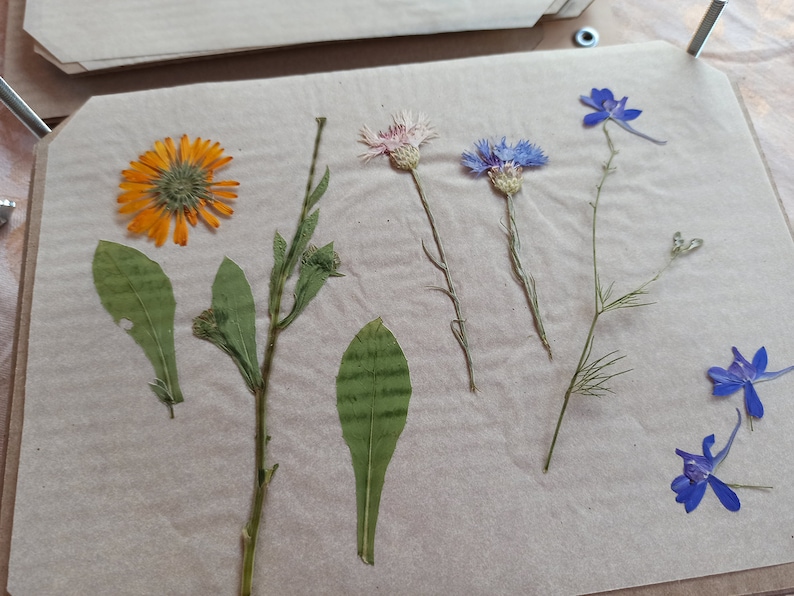 Flower Press Kit, DIY Dried Pressed Flowers Leaves, Oshibana pressed flower art, Birthday Gift idea for Creative Plant Lover m53 image 8
