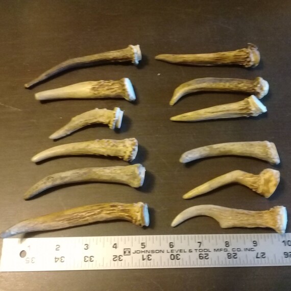 Small 1 Point Spike Deer ANTLER cut off Only ONE Per Bid ...