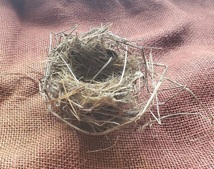 Real Bird Nest Etsy