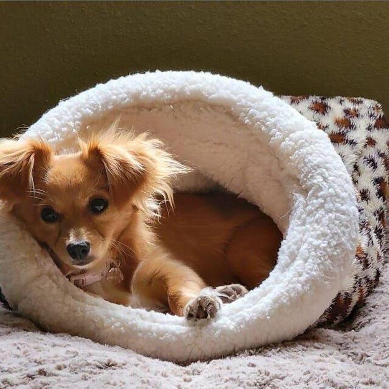 May include: A small, ginger dog with long ears is nestled in a white, fluffy pet bed. The dog gazes directly at the camera. The bed is made of a soft, plush material. A patterned cushion is visible in the background.