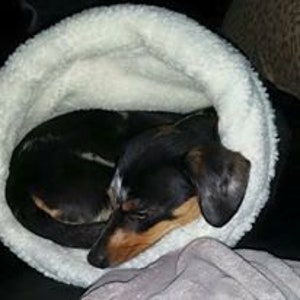 May include: A black and tan Dachshund dog curled up in a white, fluffy pet bed. The dog is asleep, with its head resting on its paws. The bed is round and has a soft, plush texture.