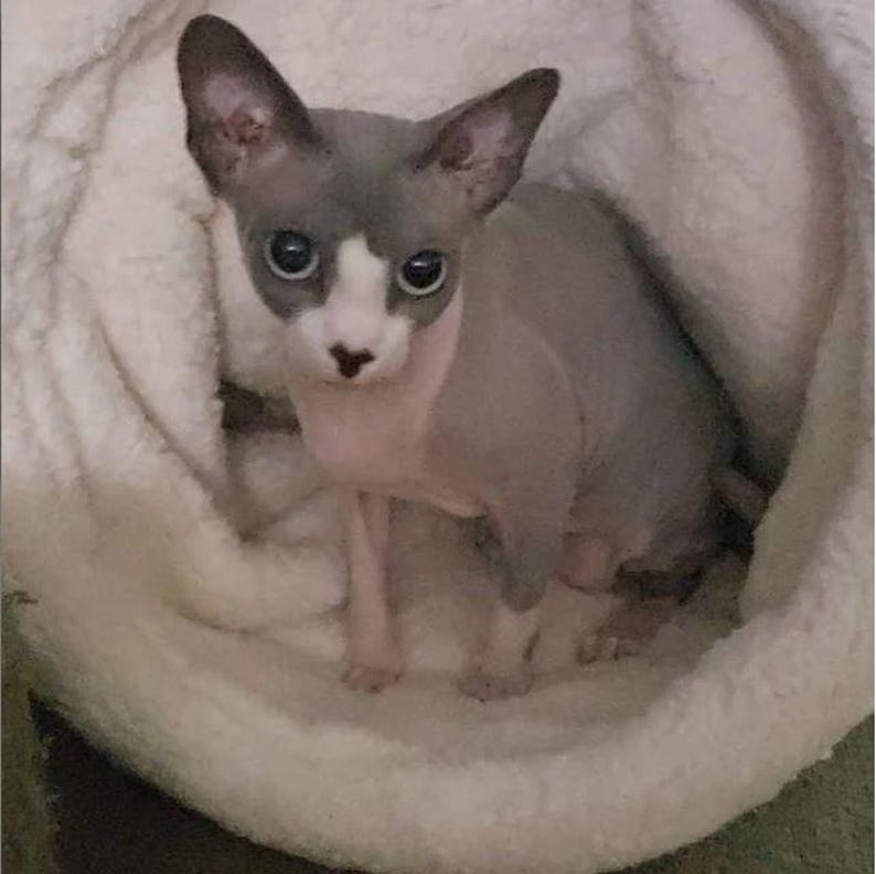 May include: A grey and white Sphynx cat with large eyes is nestled in a soft, white pet bed. The cat has prominent ears and a hairless appearance. It is looking directly at the camera, with a pink nose.