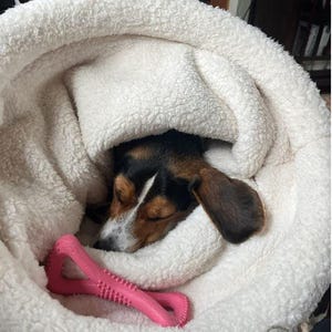 May include: A sleeping dog with black, brown, and white fur is nestled in a fluffy white bed. A pink chew toy rests near the dog. The dog's ears are brown, and its eyes are closed.