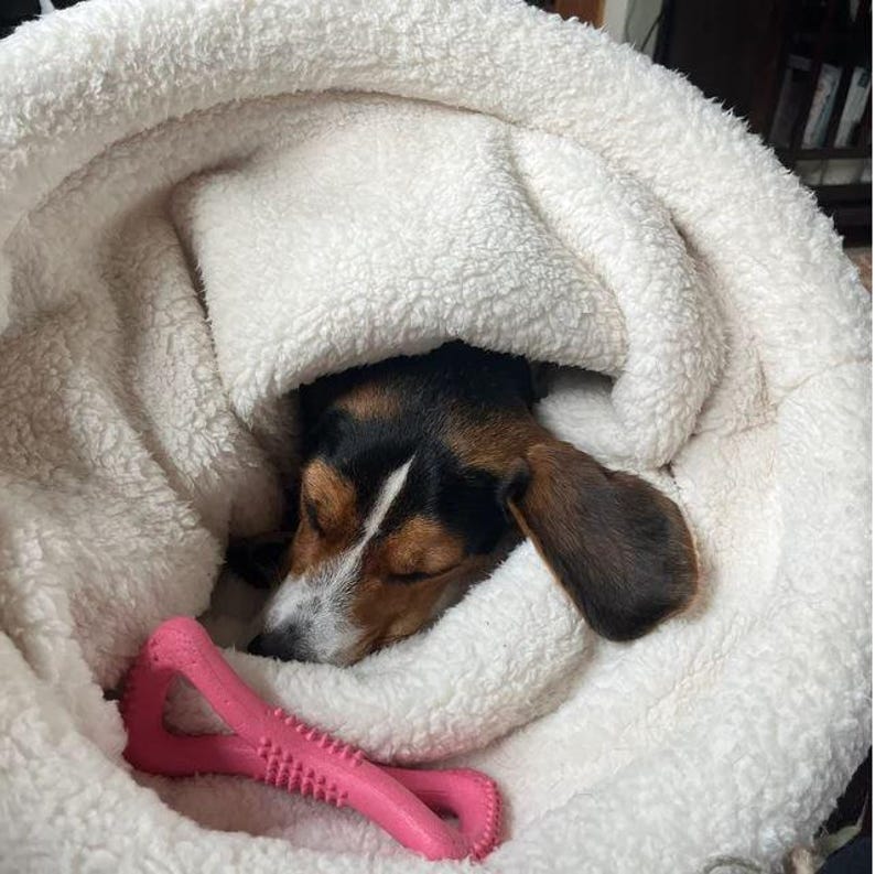 May include: A sleeping dog with black, brown, and white fur is nestled in a fluffy white bed. A pink chew toy rests near the dog. The dog's ears are brown, and its eyes are closed.