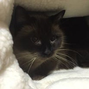 May include: A dark brown cat with a black face and whiskers rests on a white, fluffy blanket. The cat's eyes are open, and it appears to be looking at the viewer. The cat is a Siamese breed.