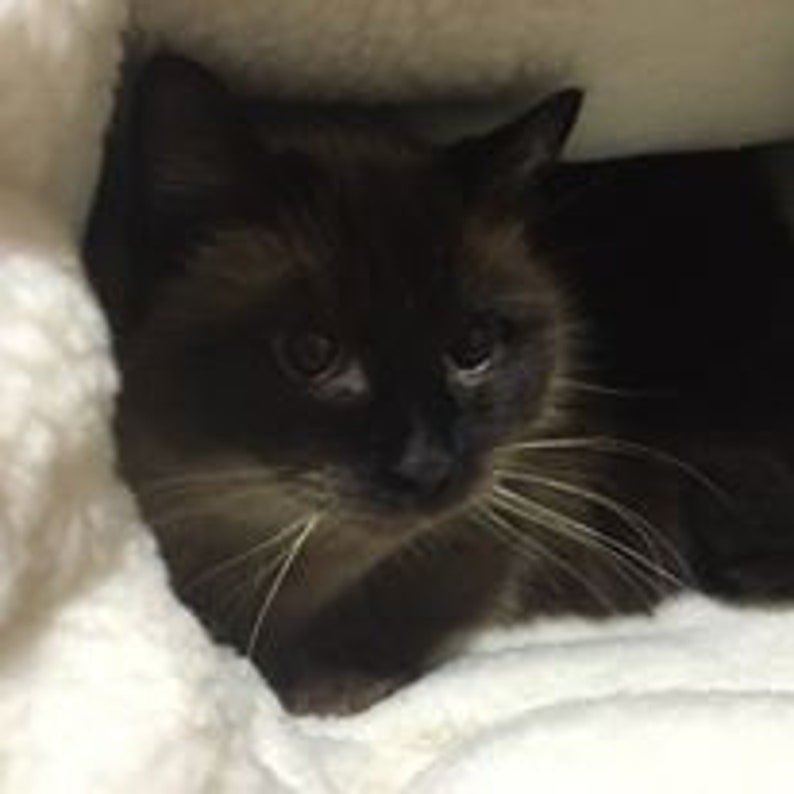 May include: A dark brown cat with a black face and whiskers rests on a white, fluffy blanket. The cat's eyes are open, and it appears to be looking at the viewer. The cat is a Siamese breed.