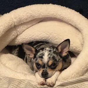 May include: A small dog with a black, white, and grey coat rests inside a soft, white, fluffy dog bed. The dog has large, dark eyes and is looking directly at the viewer. The bed has a cosy, enclosed design.