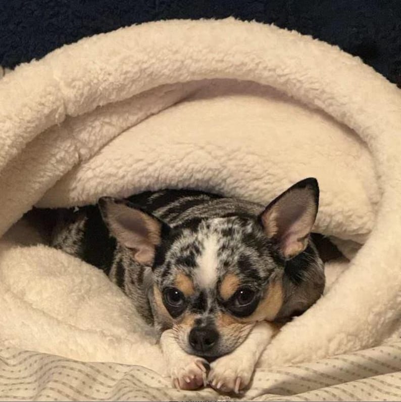 May include: A small dog with a black, white, and grey coat rests inside a soft, white, fluffy dog bed. The dog has large, dark eyes and is looking directly at the viewer. The bed has a cosy, enclosed design.