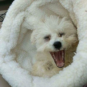 May include: A small, white dog yawns widely, revealing its pink mouth and teeth. The dog is nestled in a fluffy, white, circular pet bed. The bed is made of a soft, textured material, creating a cosy environment for the dog.