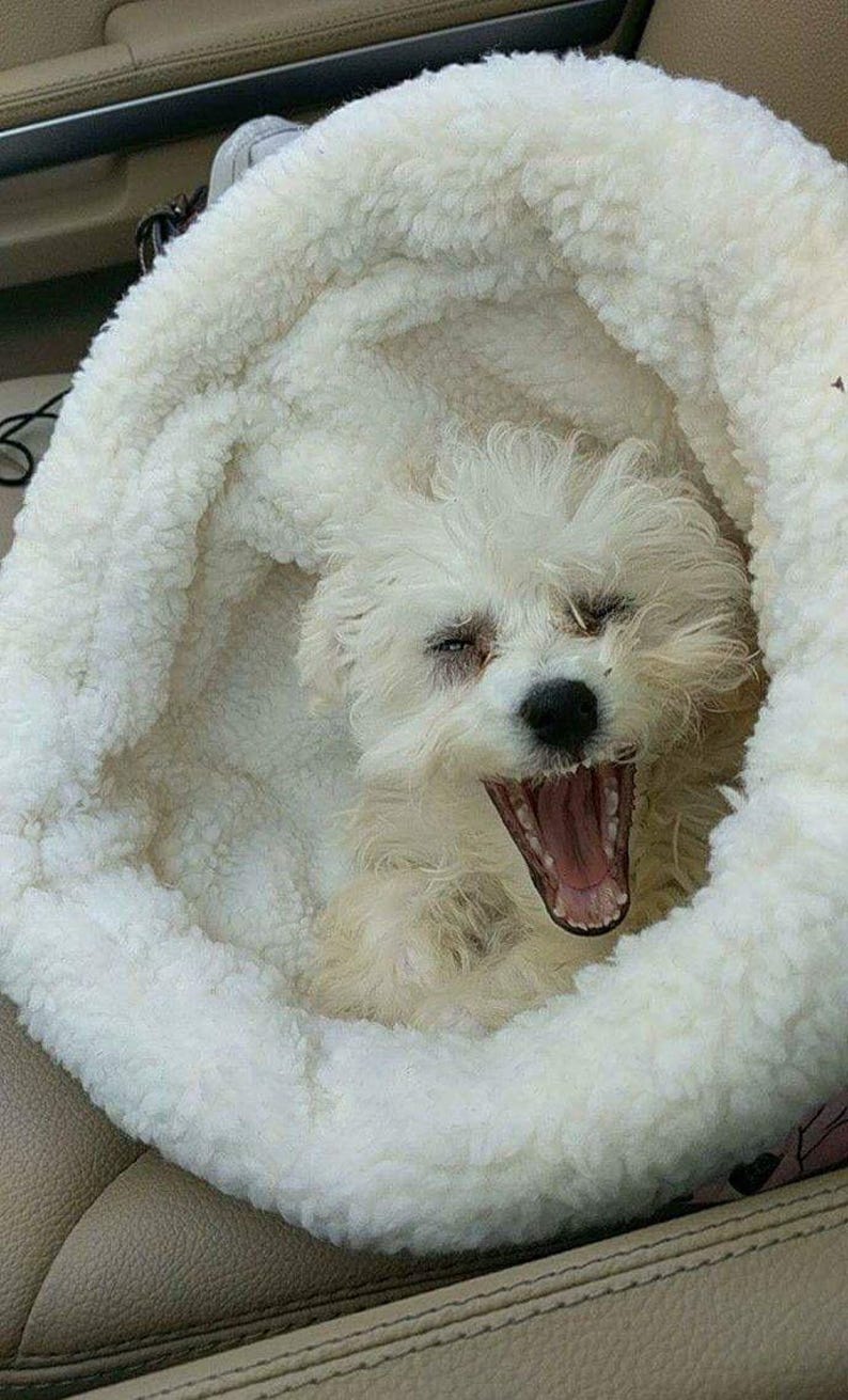 May include: A small, white dog yawns widely, revealing its pink mouth and teeth. The dog is nestled in a fluffy, white, circular pet bed. The bed is made of a soft, textured material, creating a cosy environment for the dog.