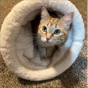 May include: A ginger tabby cat with bright green eyes is nestled in a soft, white, plush cat bed. The cat's fur is a mix of orange and cream colours, and its ears are perked up. The cat bed is round and fluffy, providing a cosy space for the feline.