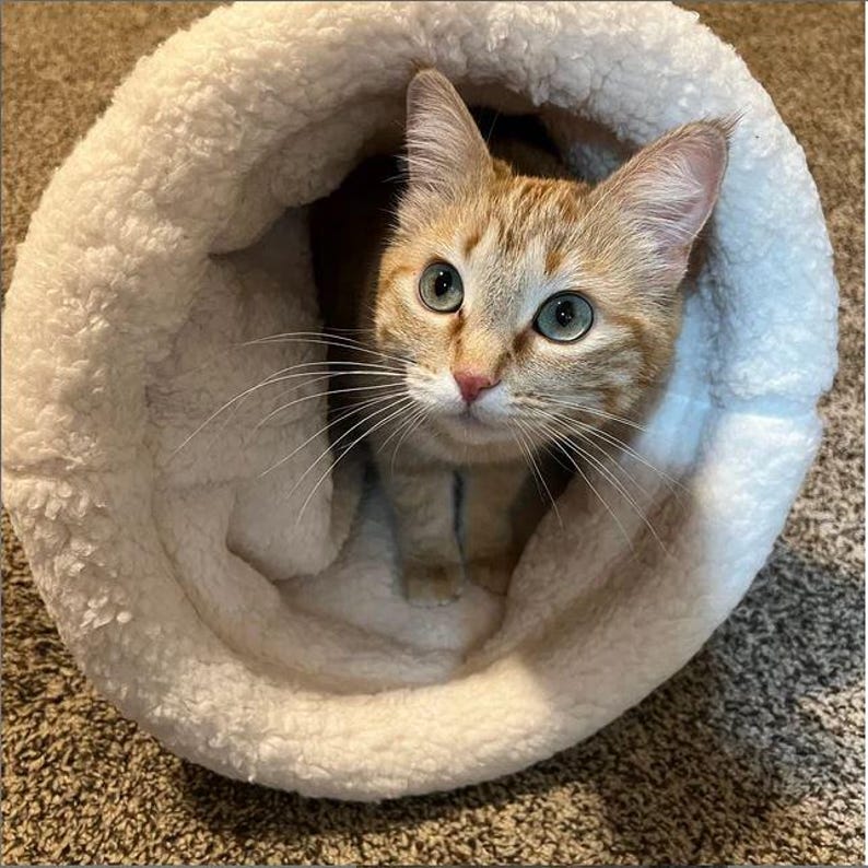 May include: A ginger tabby cat with bright green eyes is nestled in a soft, white, plush cat bed. The cat's fur is a mix of orange and cream colours, and its ears are perked up. The cat bed is round and fluffy, providing a cosy space for the feline.