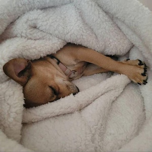 May include: A small, light brown dog asleep, curled up in a soft, white, fluffy blanket. The dog's paws are crossed, and its eyes are shut. The blanket creates a warm and comfortable environment.