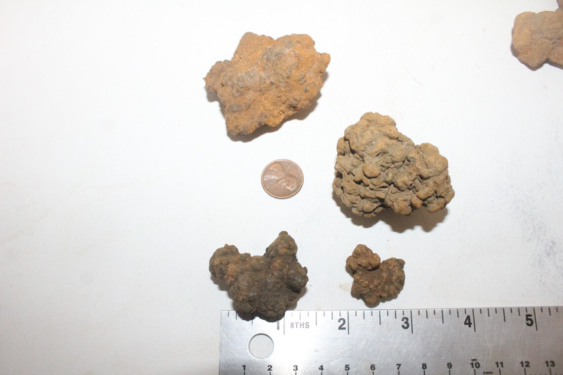 coprolite value