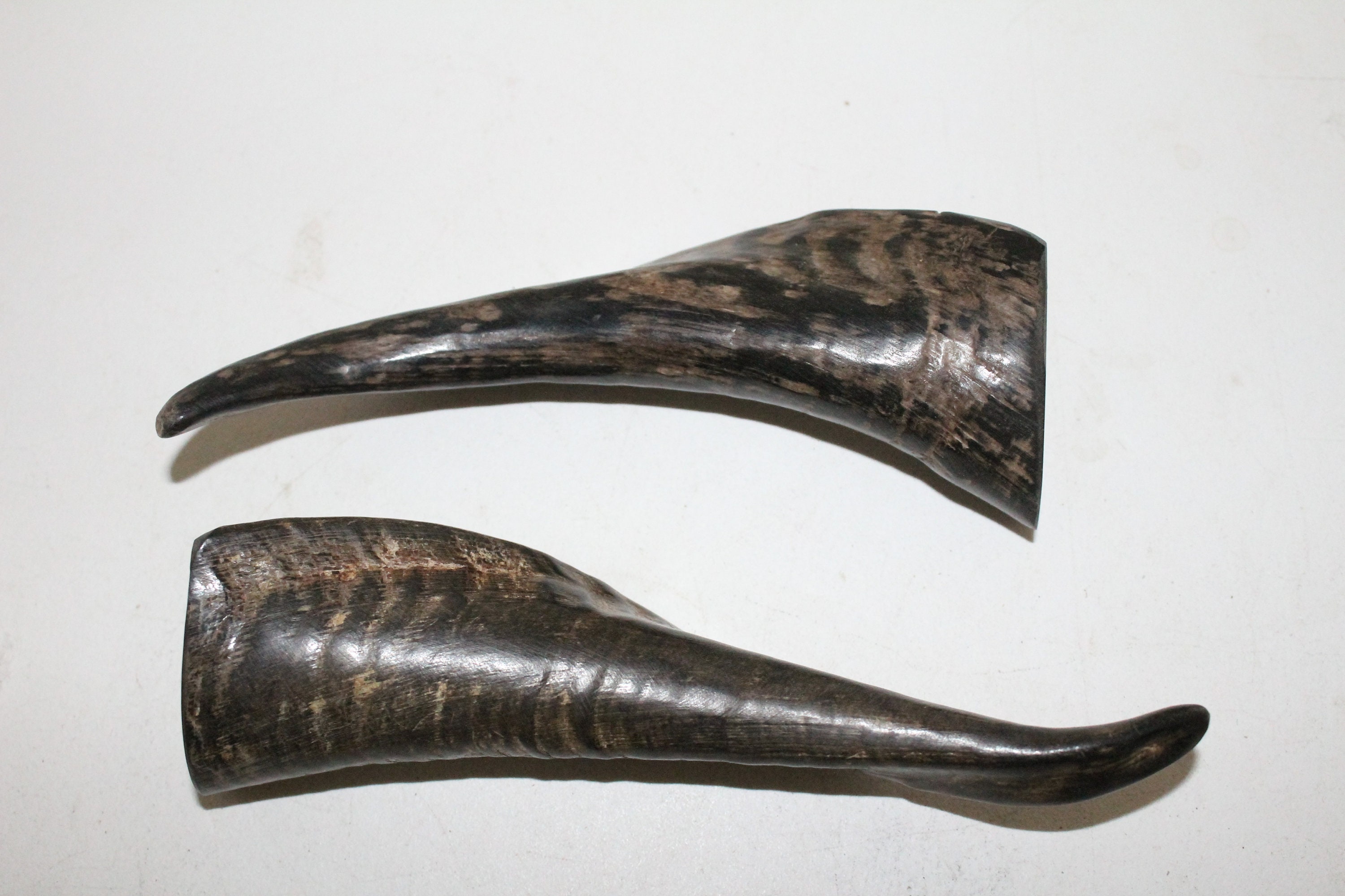 2 Goat horns. e2b87 Natural colored polished goat Etsy