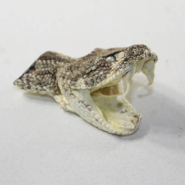 1 Very Large Rattlesnake Head  #1431  Taxidermy Diamondback Sidewinder