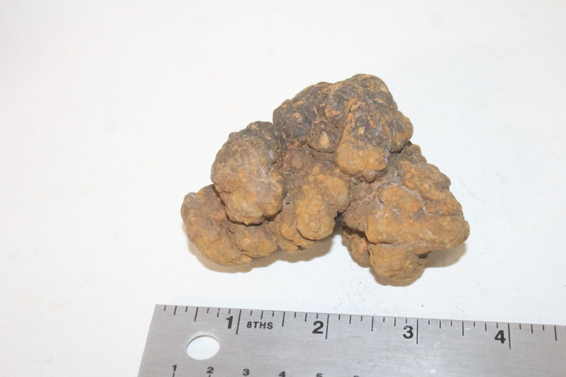 coprolite value