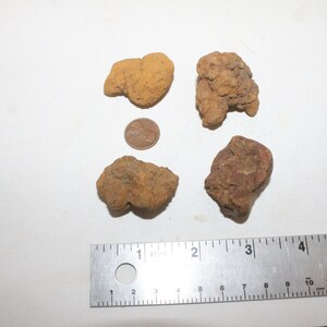 coprolite value