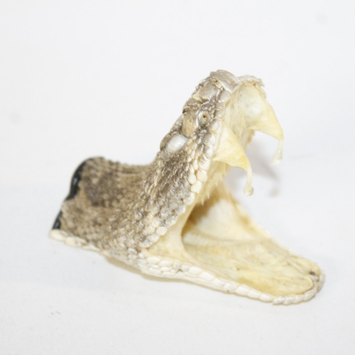 1 Extra Large Rattlesnake Head 4517 Taxidermy Diamondback Etsy