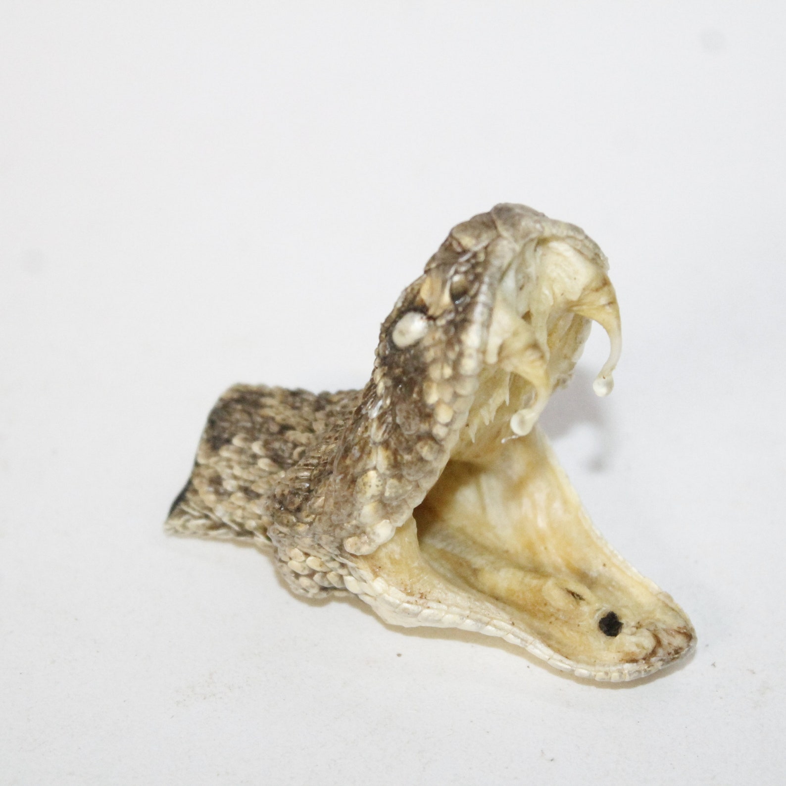 1 Extra Large Rattlesnake Head 2417 Taxidermy Diamondback Etsy