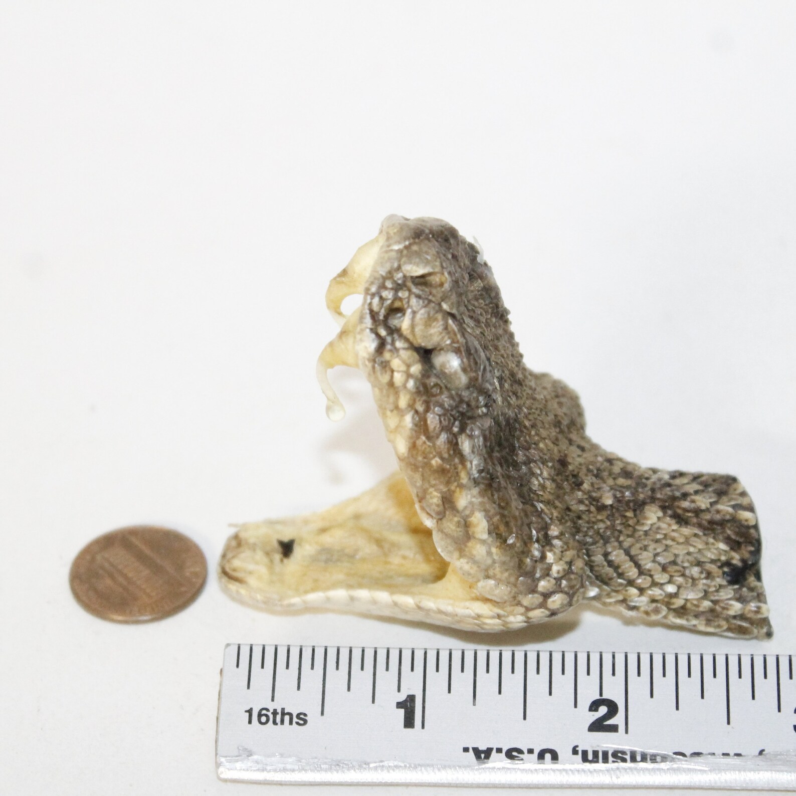 1 Extra Large Rattlesnake Head 2417 Taxidermy Diamondback Etsy