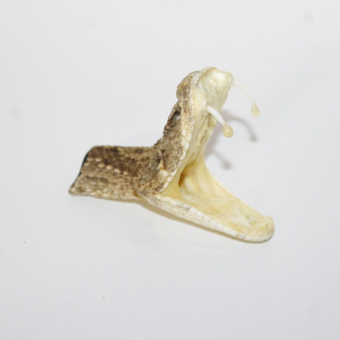 1 Large Rattlesnake Head 6211 Taxidermy Diamondback Etsy