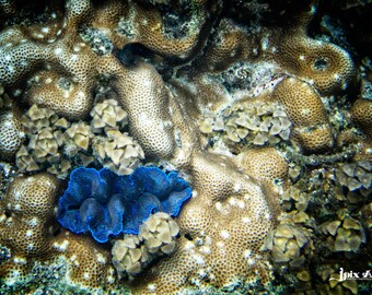 Thailand - Koh Taoi - Sea Life - Fine Art Photography Modern Wall Art in Various Sizes 8x10, 8x12, 11x14, 12x18, 16x20, 16x24