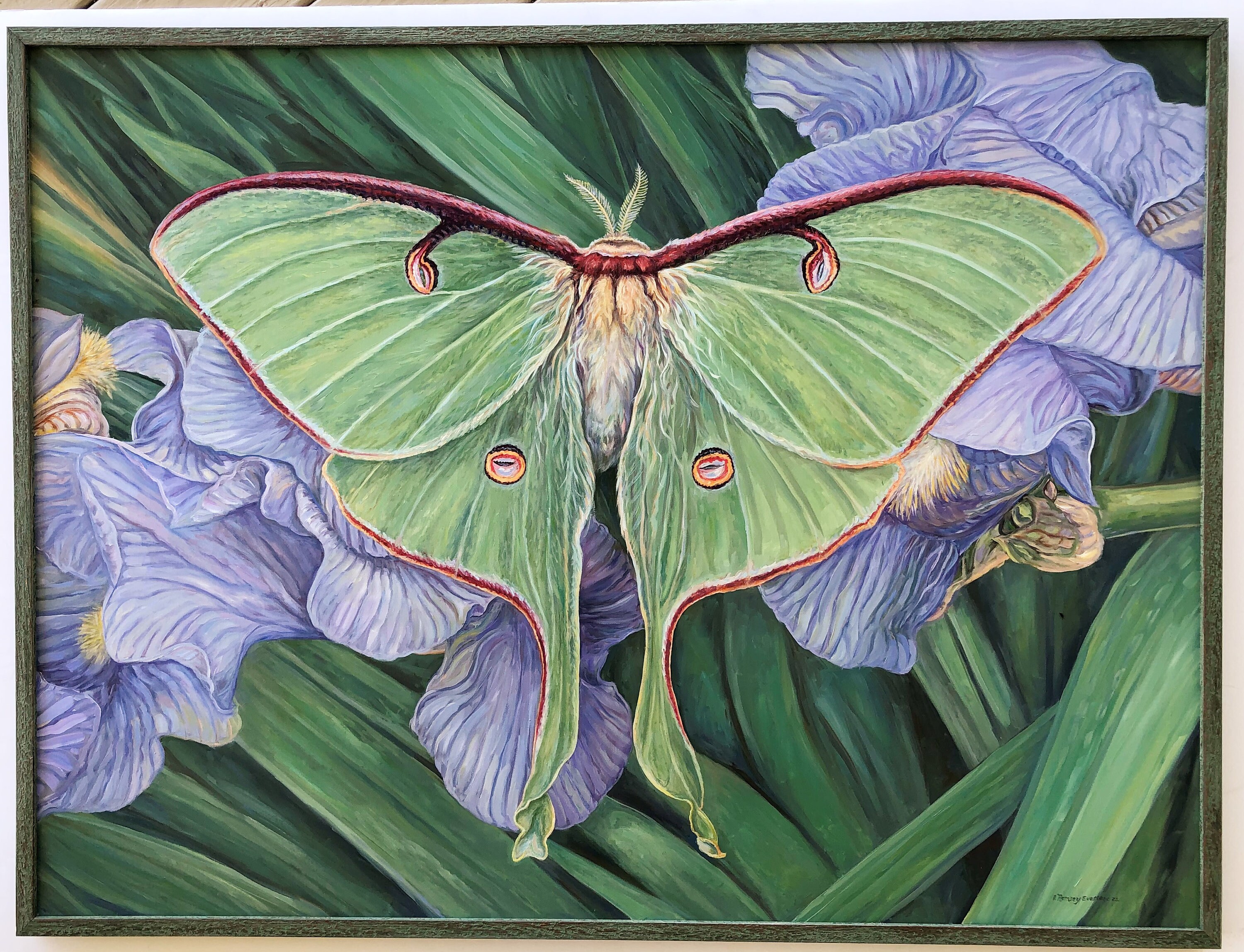 Large Oil Painting ~ Luna Moth - Etsy