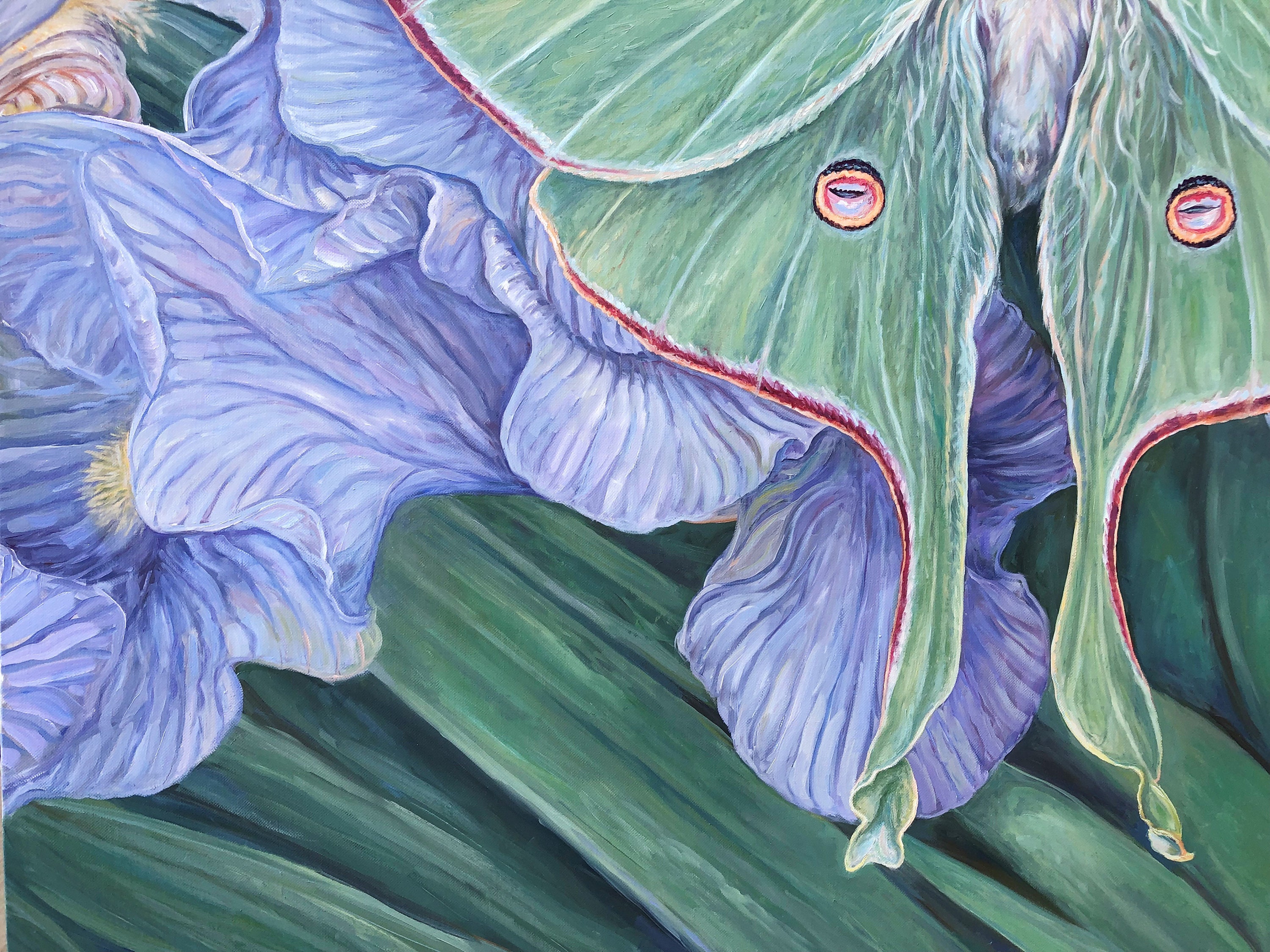 Large Oil Painting ~ Luna Moth - Etsy