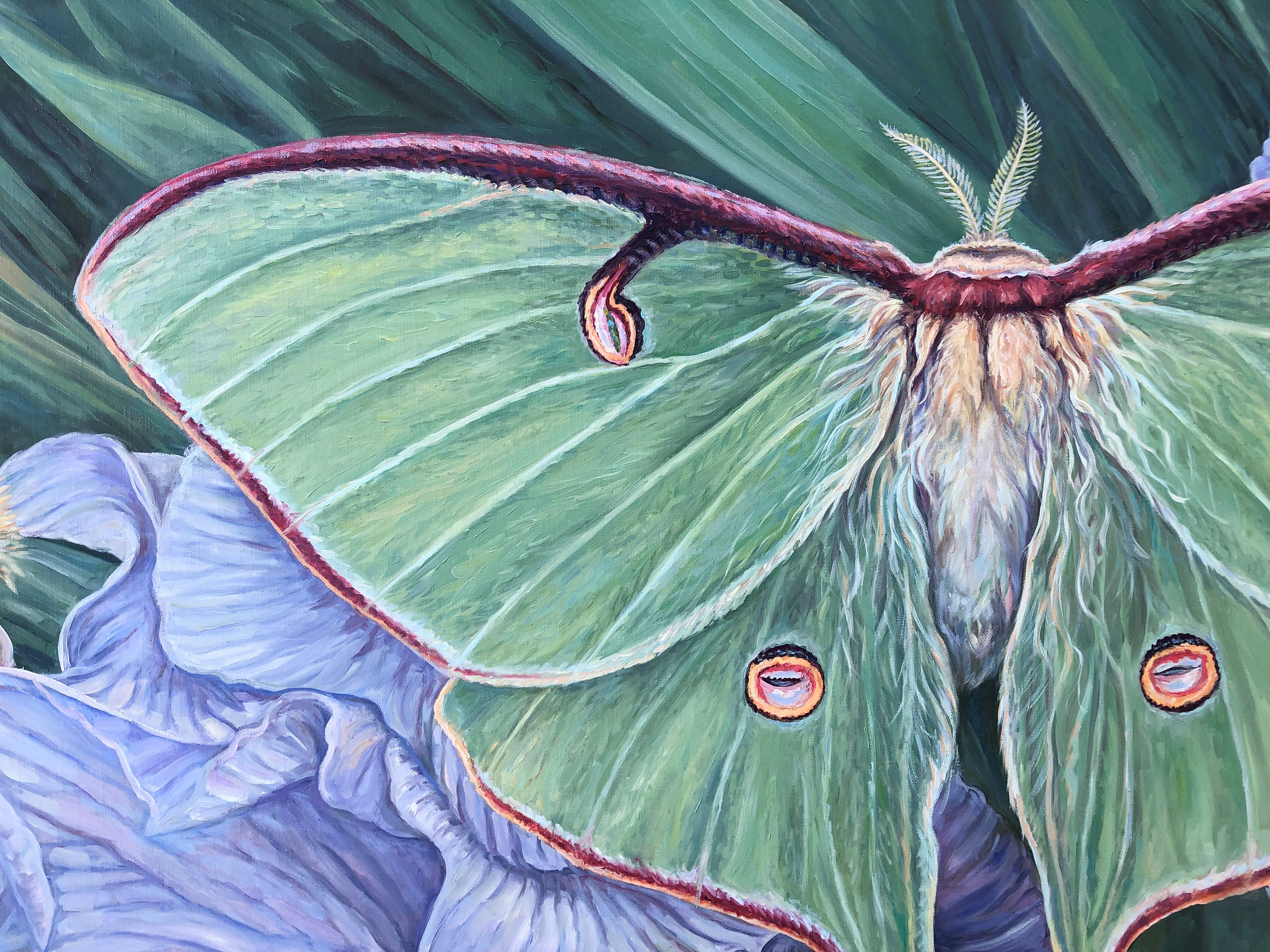 Large Oil Painting ~ Luna Moth - Etsy